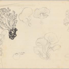 Untitled (Fungi)