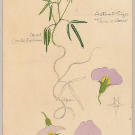 Glycine clandestina
