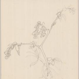 Untitled (Flowers)