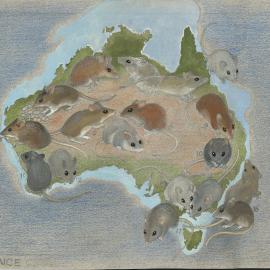 Australia's Animals 36 Mice (page 77)