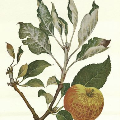 Margaret Senior Plant Diseases Bulletins