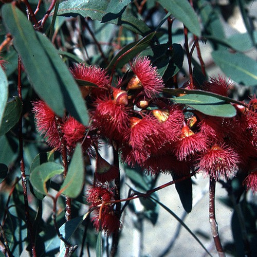 Newcastle Nurseryman - Roy Whalan - 21 September 1987