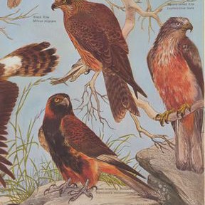 National Parks and Wildlife Posters