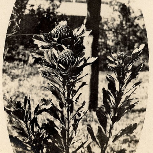 Life story of Aboriginal woman Annie Whilamena Kelly - 3 September 1989: