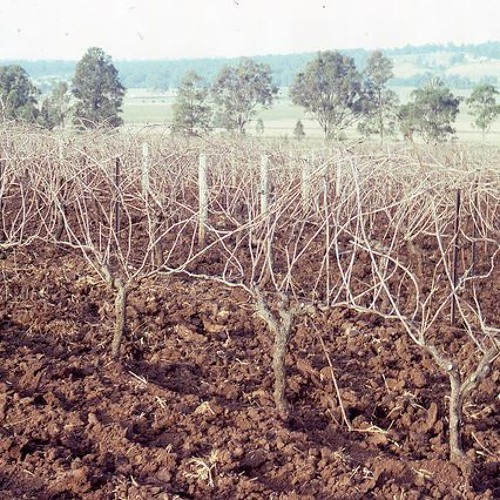 Cessnock Tourism & Vineyard - Megan Cooke - 3 August 1988