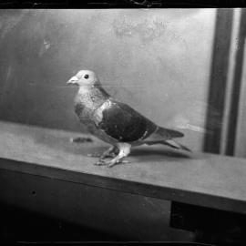 Pigeon, [1930s]