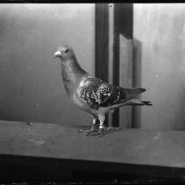 Pigeon, [1930s]