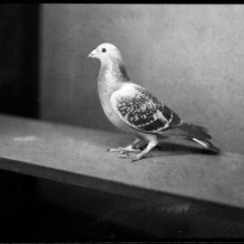 Pigeon, [1930s]