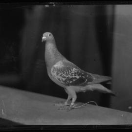 Pigeon, [1930s]