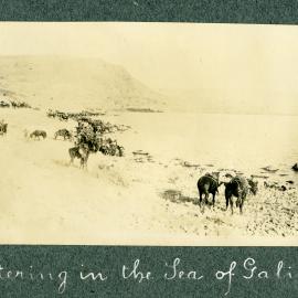 Watering in the Sea of Galilee
