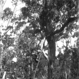 Unidentified man in tree, unidentified location, [n.d.]