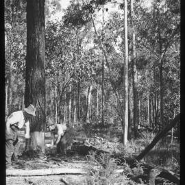 Tree Felling, Limeburner's Creek