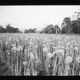 Onion Seed, Red Hill