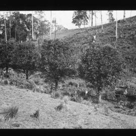Citrus along Creek, Vogele's