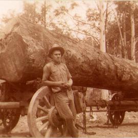 Brush Box log (20 feet x 11 feet 10 inches girth = 2,100 super feet) felled by Clive Bowden near Stoney Creek , 1940