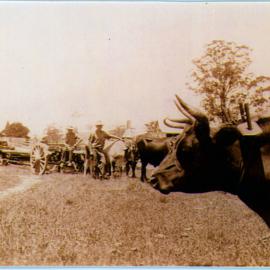 Clive with his team of 18 Bullocks on Andrew Hicks' property, Johnsons Creek - delivering poles for electricity. (Ray Toms sitting on poles), 1938