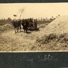Cutting tibbin [broken straw]