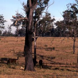 Horses, egrets, & ironbark trees - Medical Communication Unit, the University of Newcastle, Australia