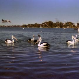 Pelicans in lake near bridge, Toukley, NSW, June 1986