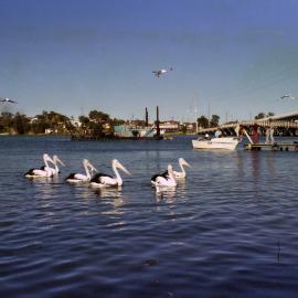 Pelicans in lake near bridge, Toukley, NSW, June 1986