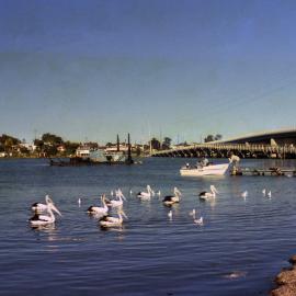 Pelicans in lake near bridge, Toukley, NSW, June 1986