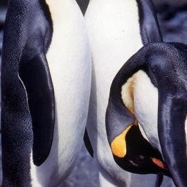 Antarctica - Penguins - Medical Communication Unit, the University of Newcastle, Australia