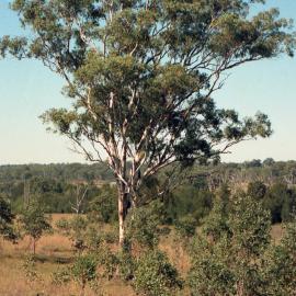 A tree between Belford and Minimbah, NSW, April 1987