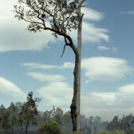 Bushfire at Bulga, NSW, December 2002