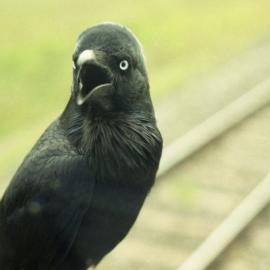 A crow at Bulga keeping an eye on the train crew, May 2013