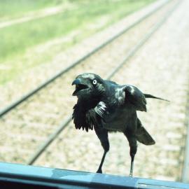 A crow telling the train crew to give him something to eat at Bulga, NSW, December 2005
