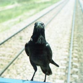 A crow looking into the cabin on a 90 class at Bulga, NSW, December 2005