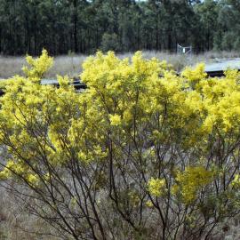 Wattle seen at Drayton, NSW, August 2013