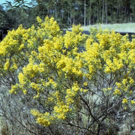Wattle bush seen at Drayton, NSW, August 2013