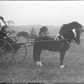 Couple on a decorated horse buggy, [1900s-1910s]