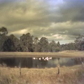 Ducks on dam, June 1984