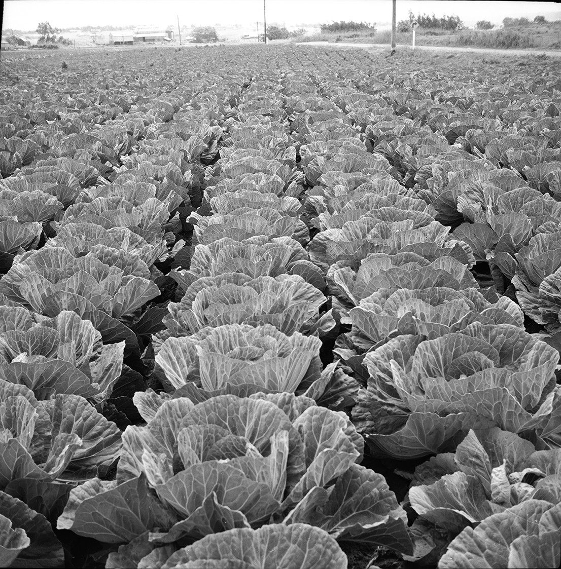 Cabbage Jigsaw Puzzle