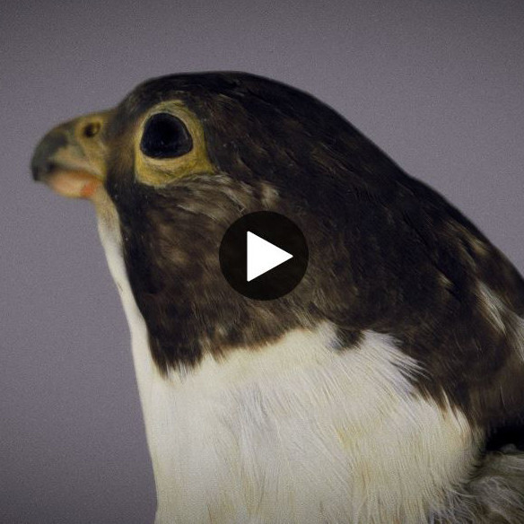 Peregrine Falcon by UON-HCISS